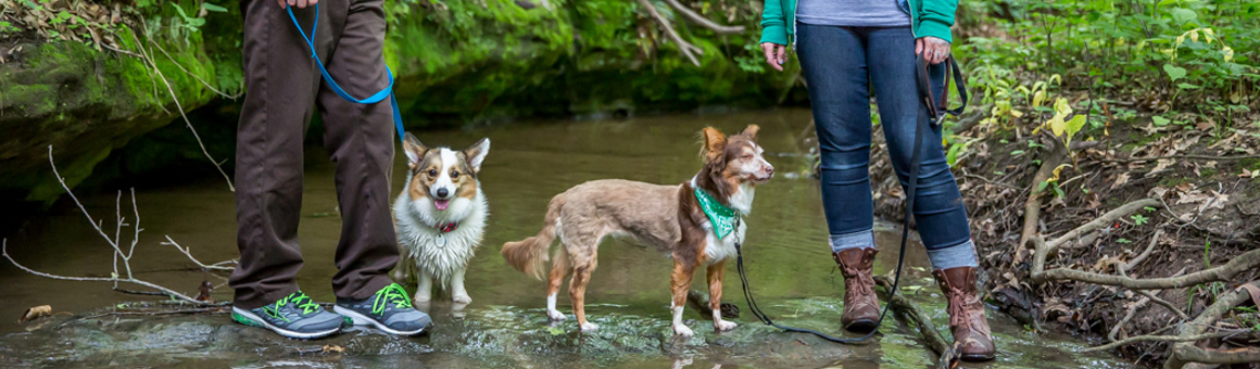 Public Policy - National Canine Research Council