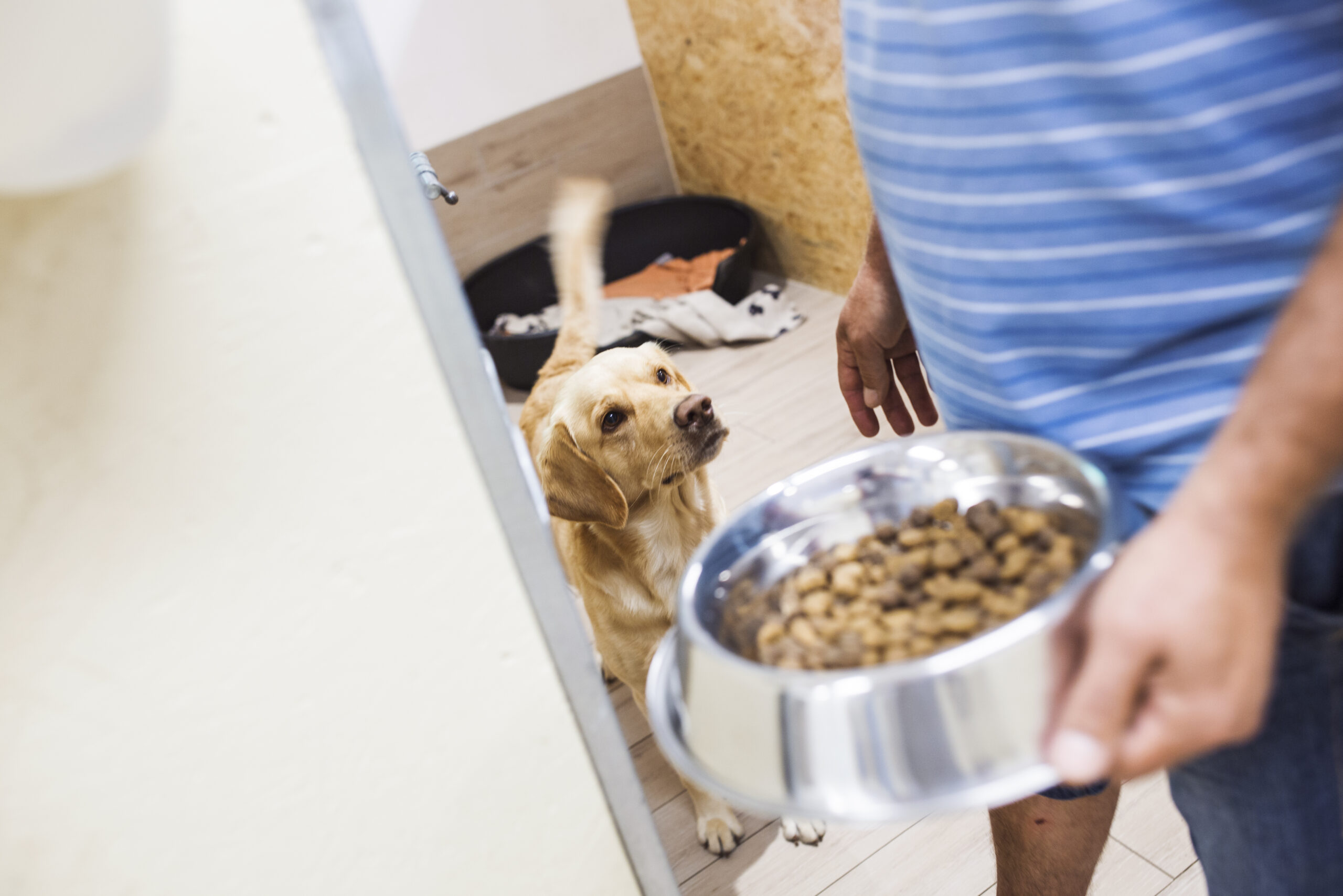 Preliminary investigation of food guarding behavior in shelter dogs in