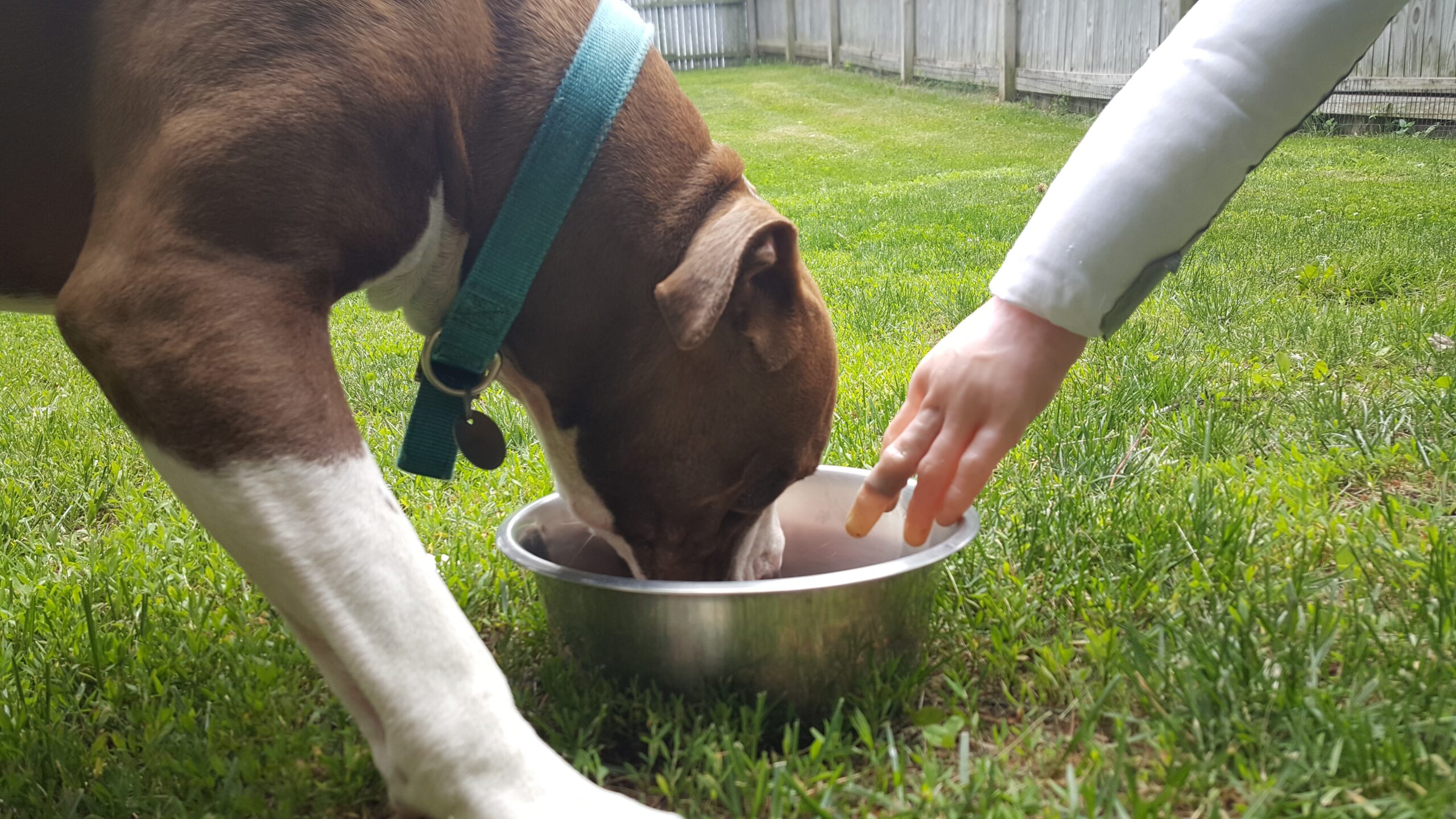 View of The impact of excluding food guarding from a standardized behavioral ...