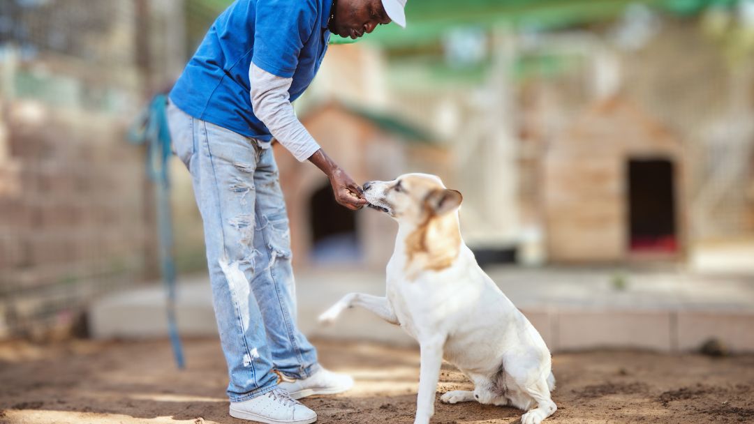 Two Myths about Behavior Evaluations for Shelter Dogs