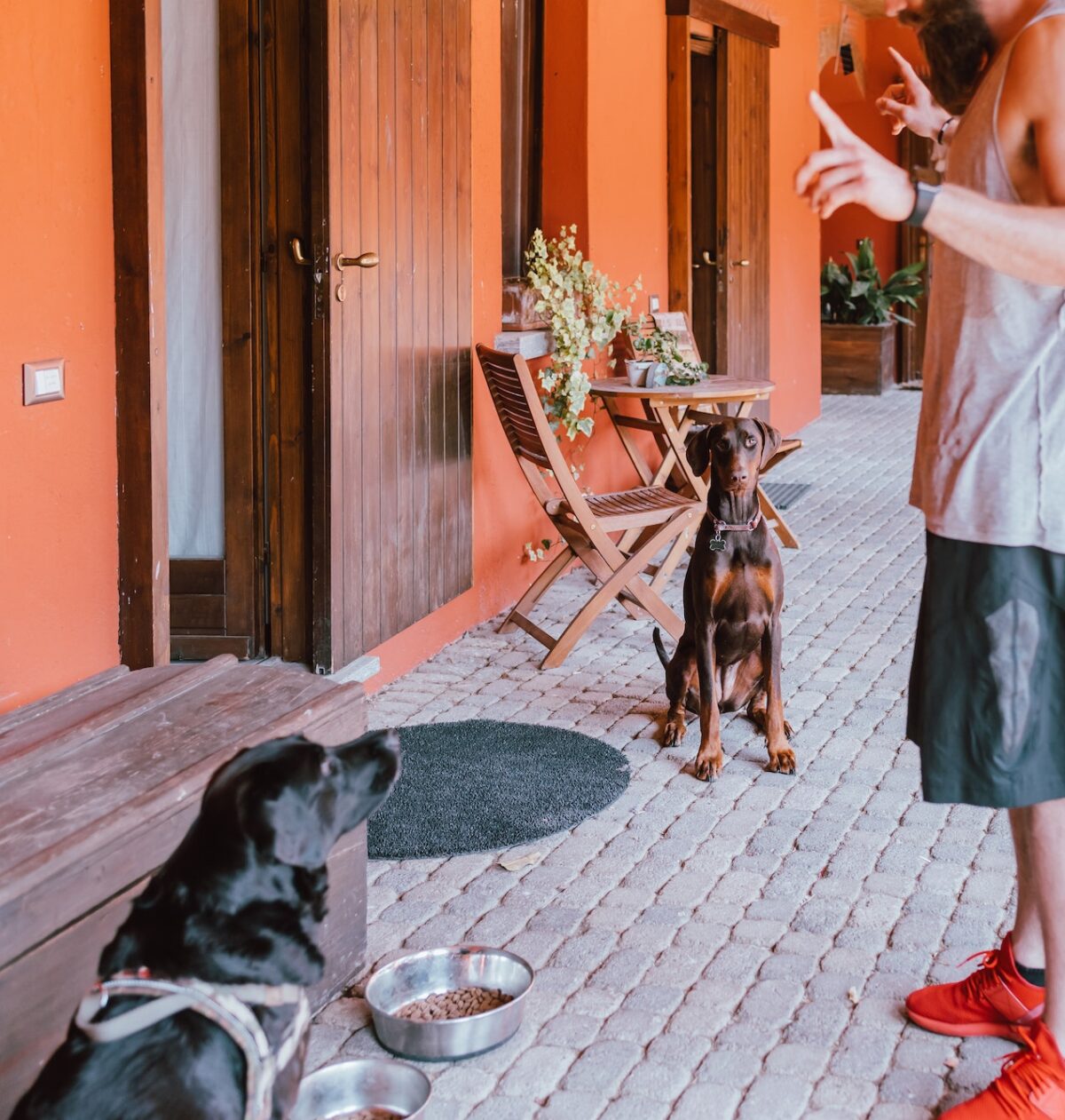 Curated visual reference: Visual Reference: Dog Behavior In Animal Shelters