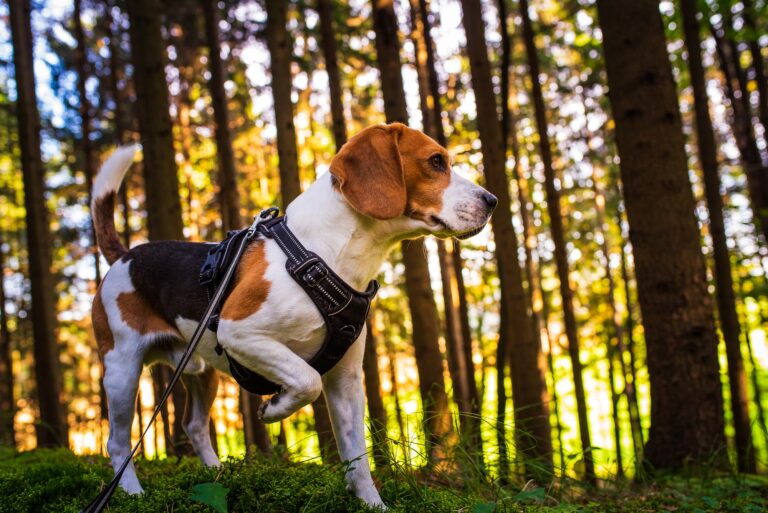 The beagle dog in sunny autumn forest. Alerted huond searching for scent and listening to the woods