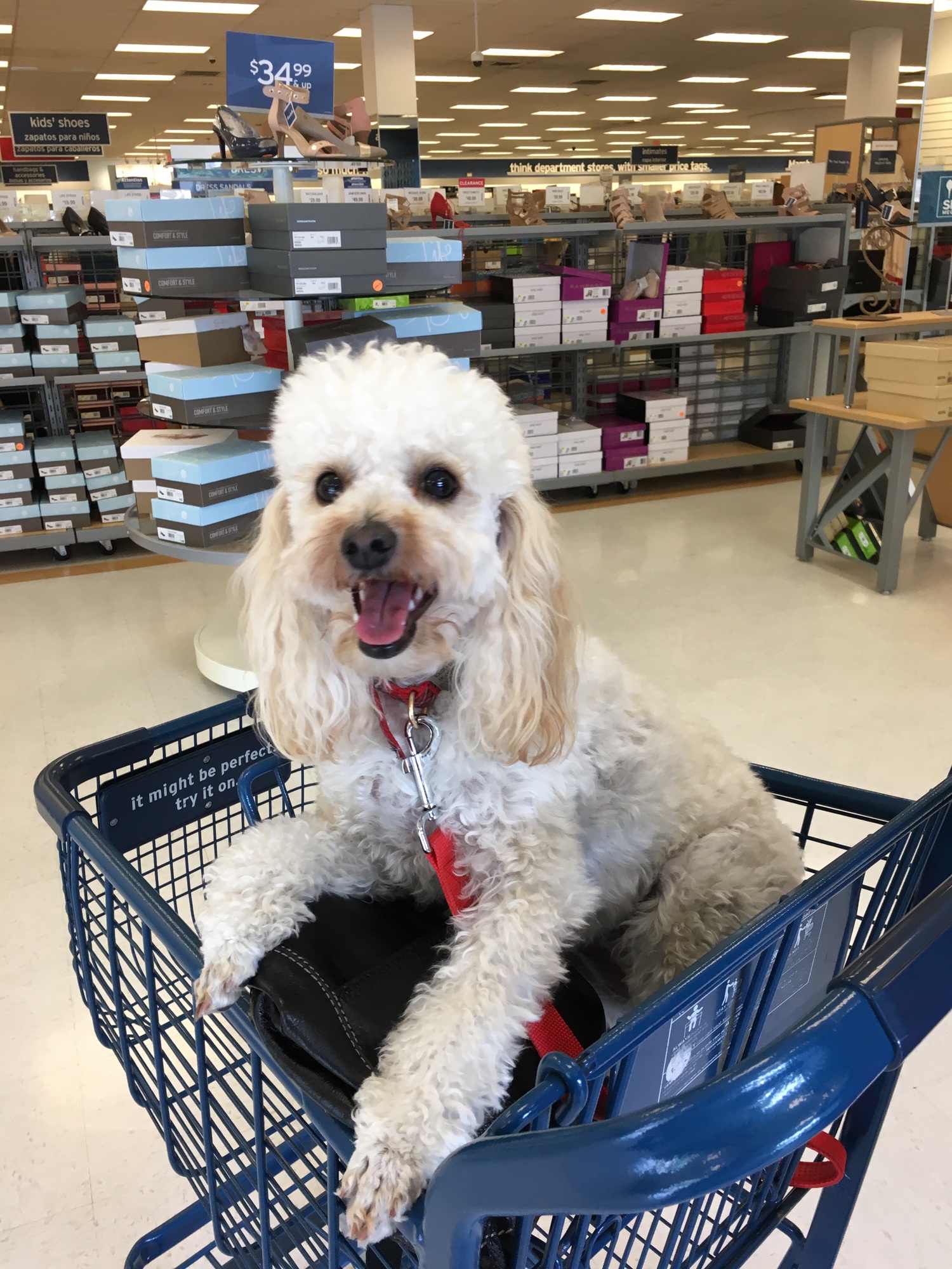 Cute fluffy white poodle dog sitting in a shopping cart at a grocery store