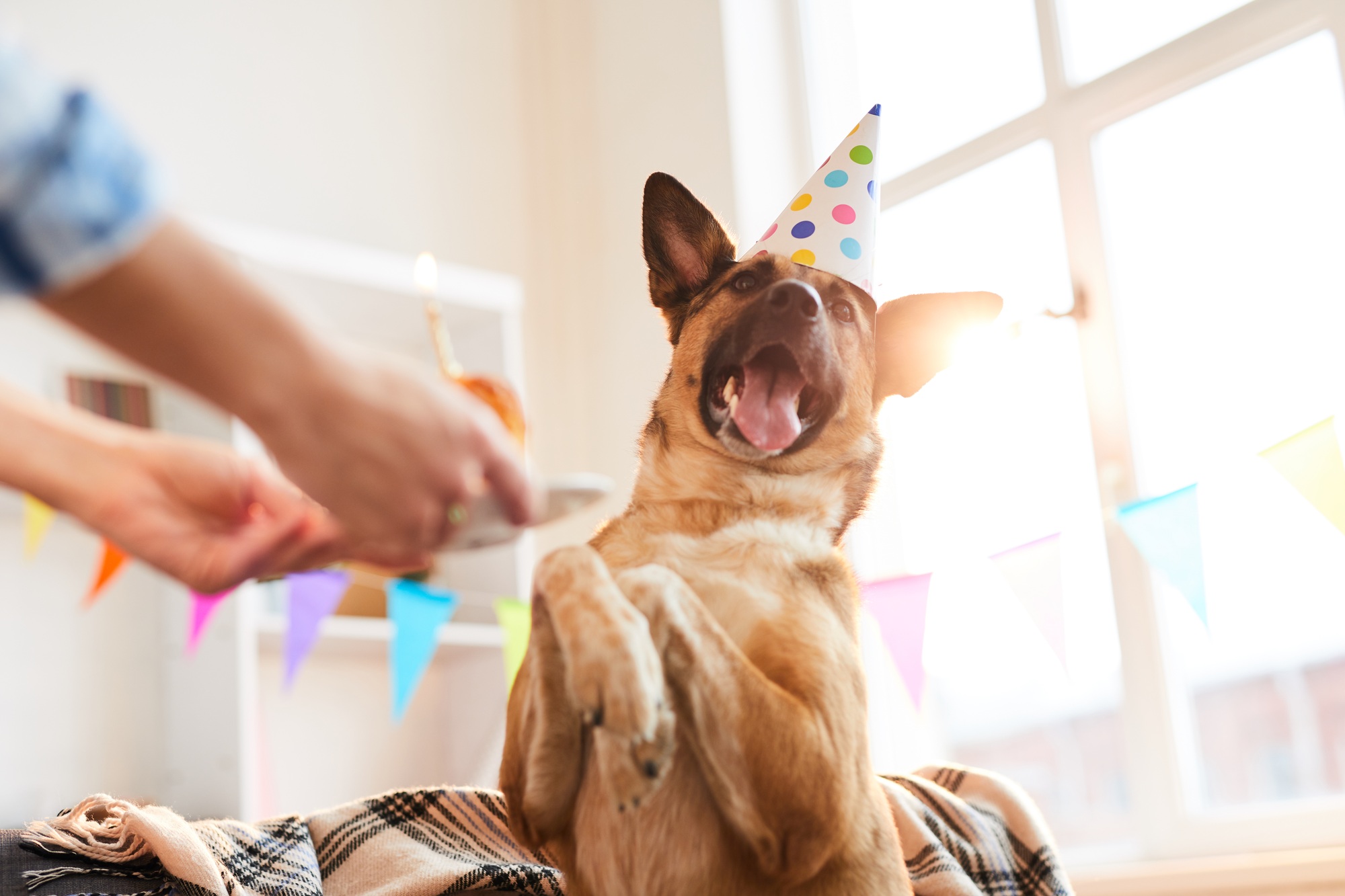 Happy Dog on Birthday