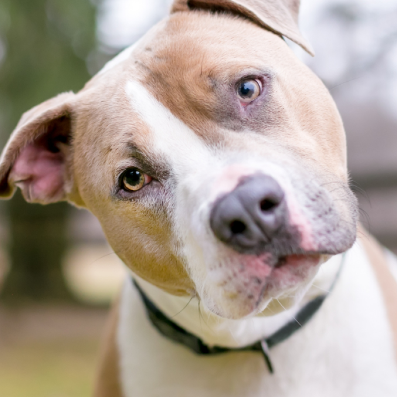 Breed-Specific Legislation (1) (Medium)