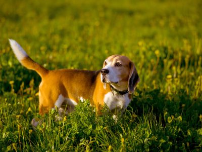 Beagle hunting dog stands on a background of green grass, evening, sunlight, field, spring, summer, autumn