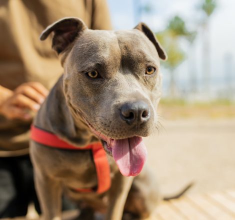 cheerful american staffordshire sitting in sunny park near beach