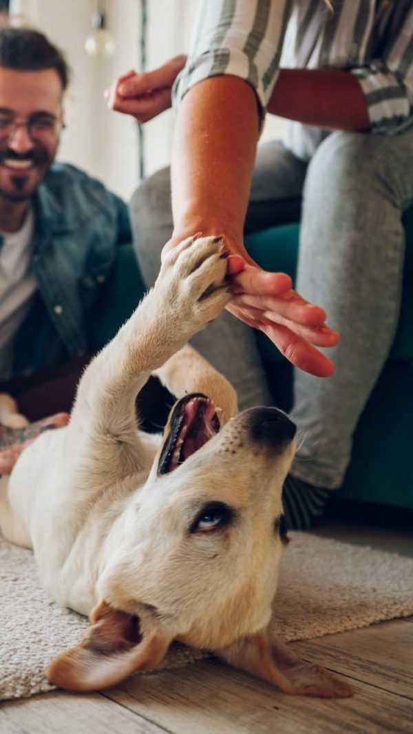 Couple petting their adopted dog at home