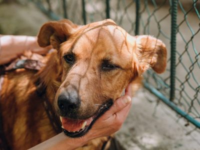 people hands caress brown old dog in city street, sweet emotions. person hugging scared sweet doggy with sad eyes. homeless dog looking for home. adoption concept