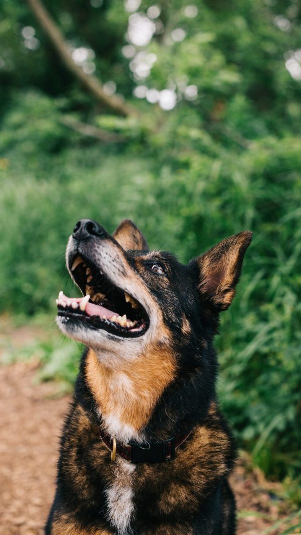 Happy Dog Looking Up