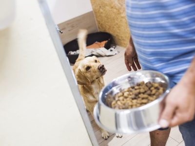 Man holding dog bowl with food