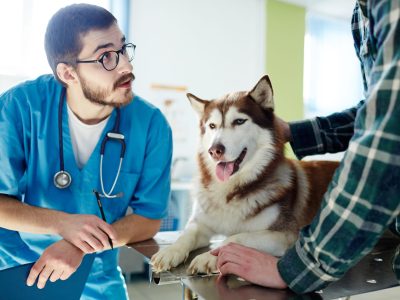 Vet expert consulting owner of husky dog in clinic