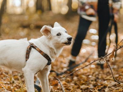 Stylish woman walking with adorable funny white dog in sunny autumn woods. Cute swiss shepherd puppy with funny emotions in autumn forest. Space for text