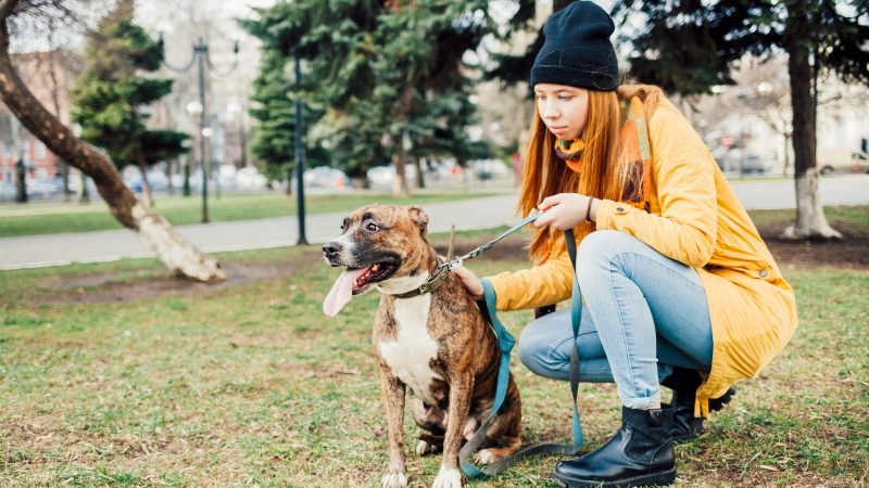 teenage girl in a yellow jacket walks in the park with her dog Staffordshire Terrier