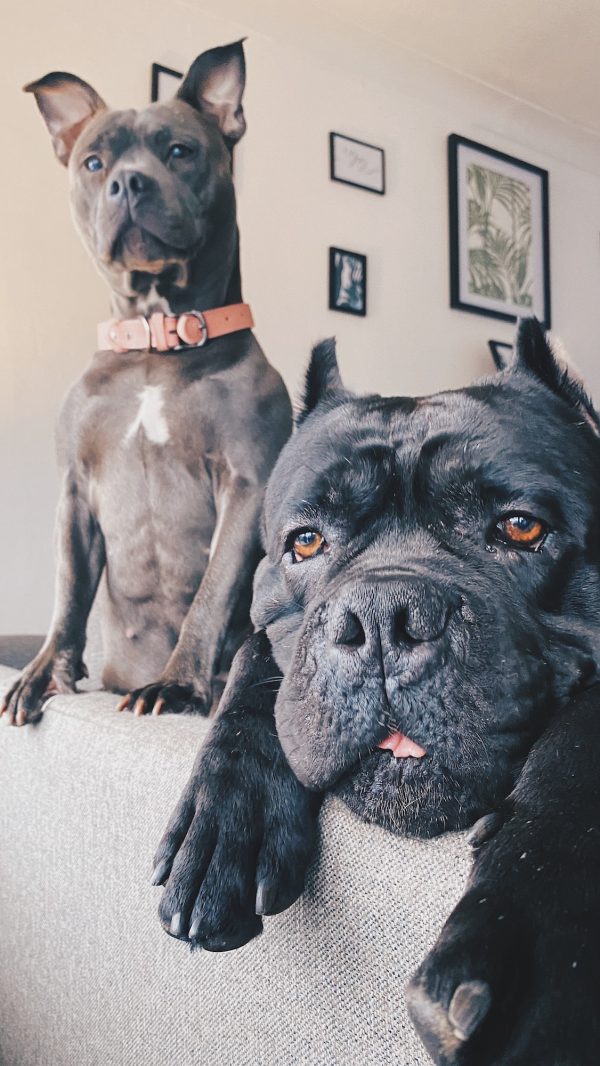 Two cute pet dogs, cane corso and Staffordshire bull terrier at home in living room