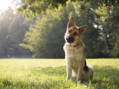 young german shepherd sitting on grass in park and looking with attention at camera, tilting head